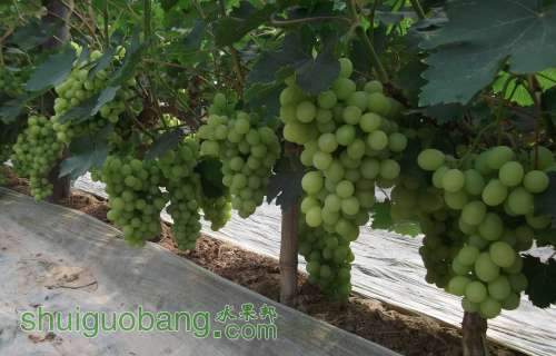 Ƭ 041.jpg