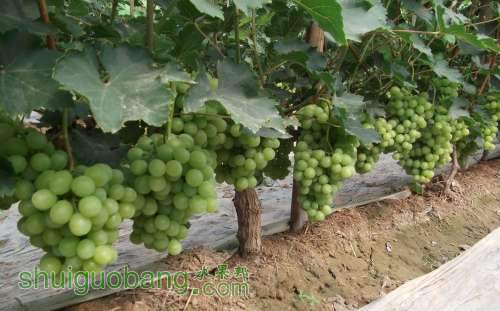 Ƭ 045.jpg