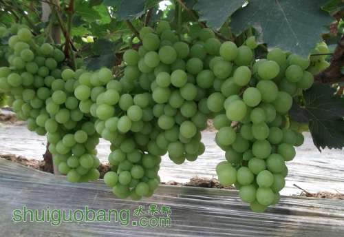 Ƭ 048.jpg