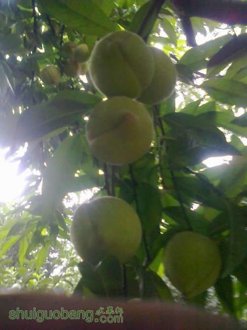 ��Ƭ0258.jpg
