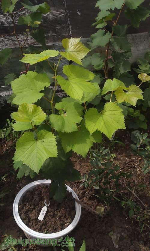 ţ��Ļ��� 2013-6-30.jpg