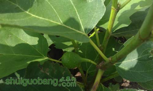 ����� 2013-6-30.jpg