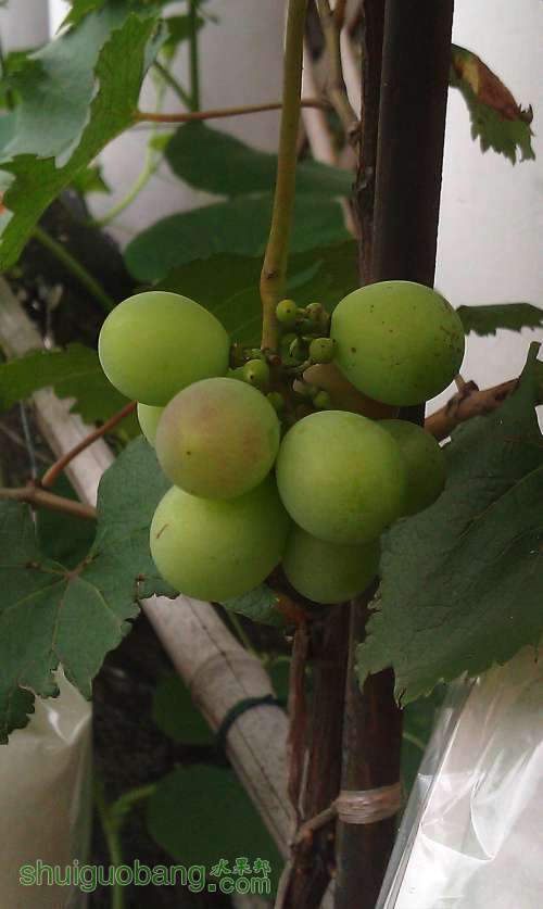 �Ա�������ϼ�飿�� 2013-6-30.jpg