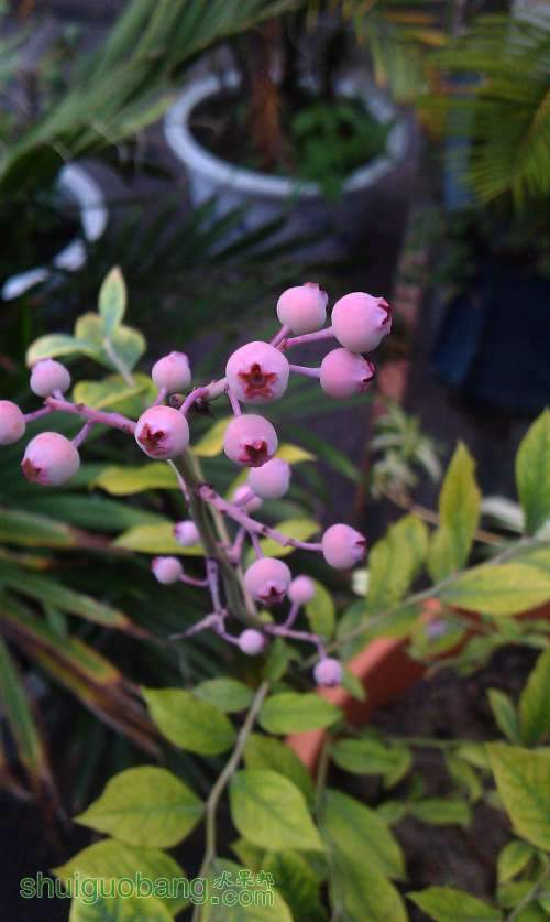 ��������ݮ��δ֪Ʒ�֣� 2013-6-30.jpg