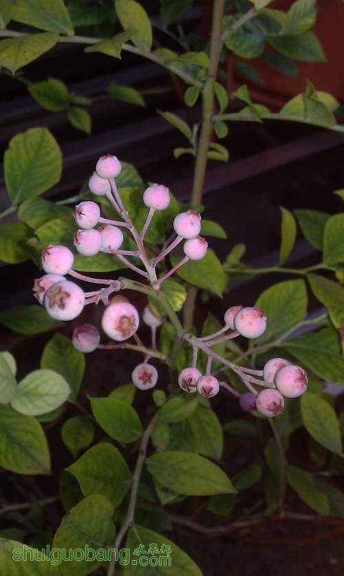 ��������ݮ��δ֪Ʒ�֣� 2013-6-30-1.jpg