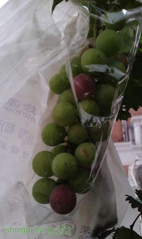 �Ա�������ϼ�飿�� 2013-6-30-3.jpg