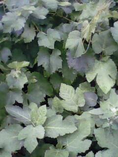 IMG0084A.jpg