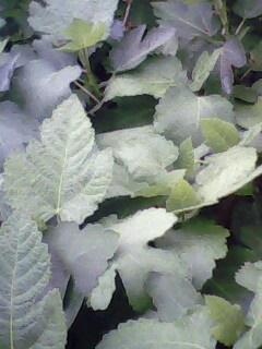 IMG0087A.jpg
