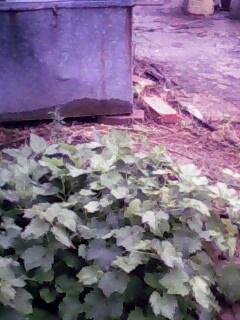 IMG0088A.jpg