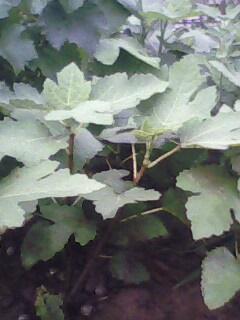 IMG0089A.jpg