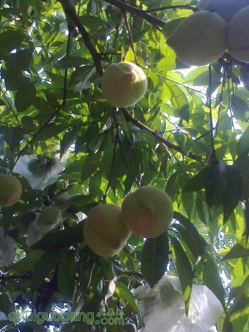 ��Ƭ0266.jpg