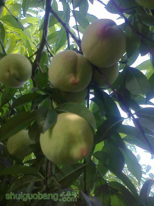 ��Ƭ0269.jpg