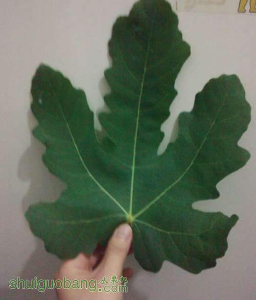 QQ��ͼ20130705210130.jpg