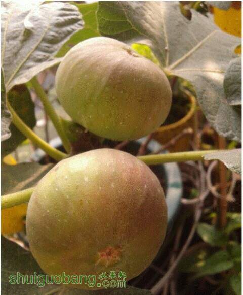 _conv_fig-iloveflower-1.jpg