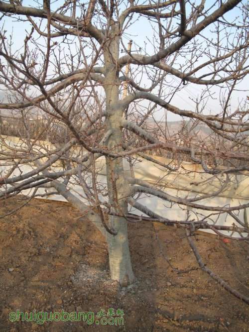 用考特砧与当地小樱桃砧嫁接的大樱桃树有什么