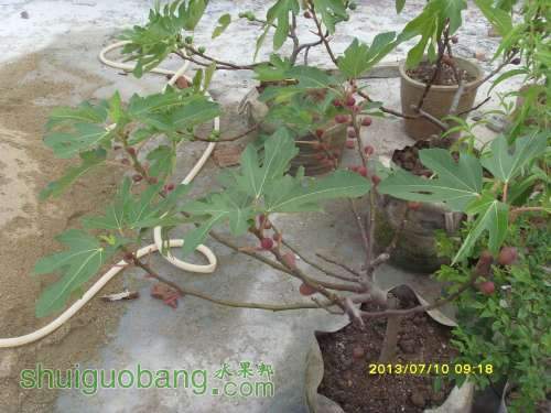 ������С SI856356.JPG