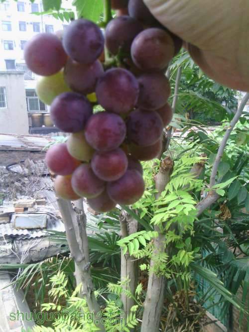 IMG_20130717_101257.jpg