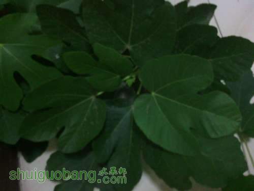 IMG_20130719_201520.jpg