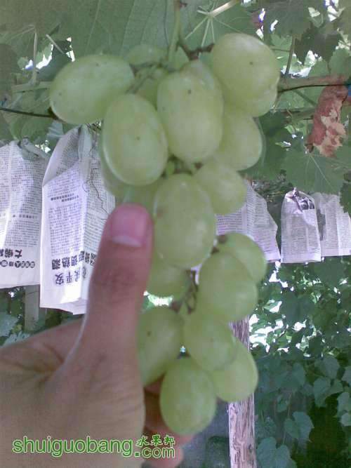 ԼƷƬ.jpg