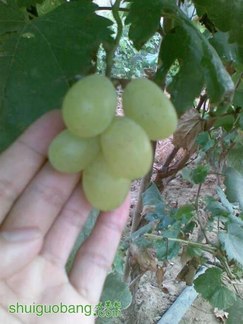 ԼƷƬ.jpg