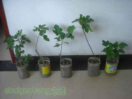 ������С DSC03612.JPG