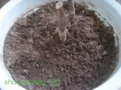 ������С DSC03655.JPG