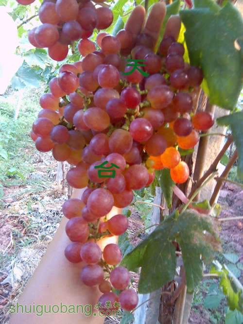 IMG_20130725_181917_0.jpg