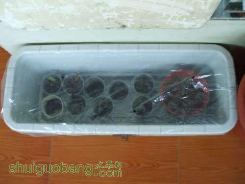 psb(1).jpg