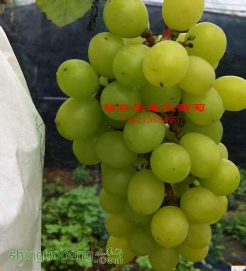 ]6D{H(XS}W6UY52V5ARA{LP.jpg