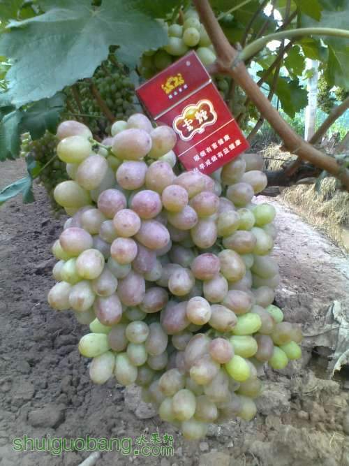 20130808096.jpg