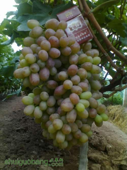 20130808097.jpg