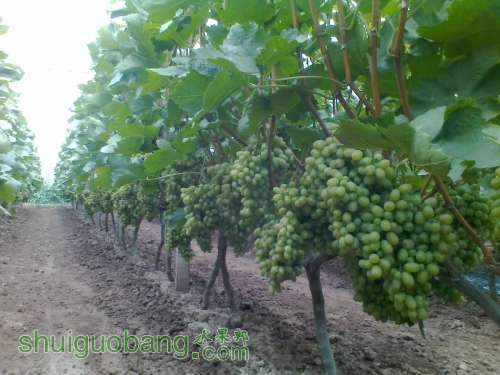 20130808099.jpg