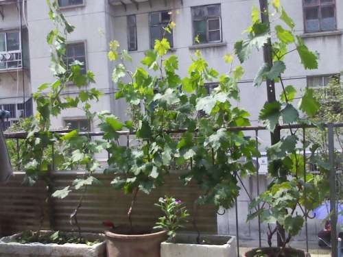 IMG_20130713_110503.jpg