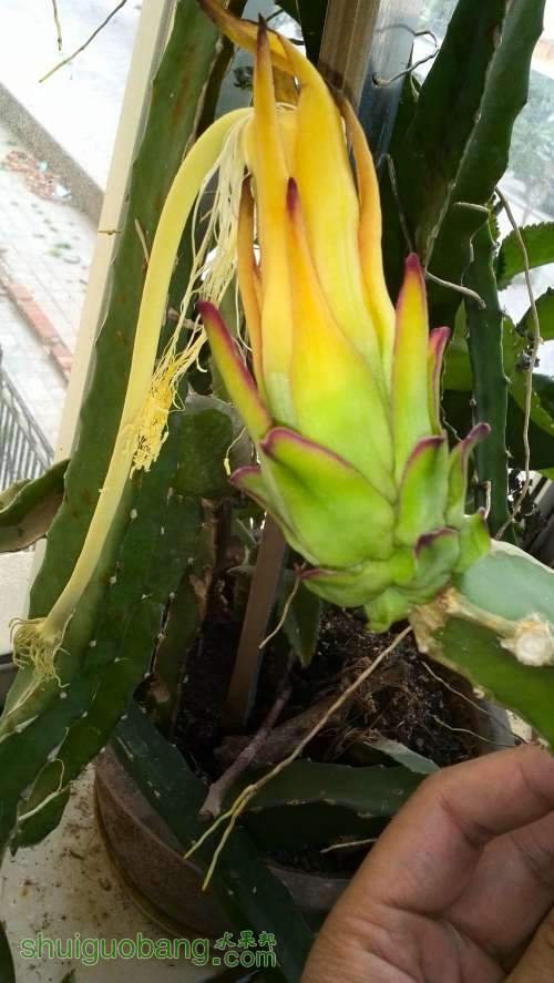 光明种火龙果自花授粉三天没有变黄,是不是收