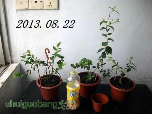 DSCF3203_����.jpg