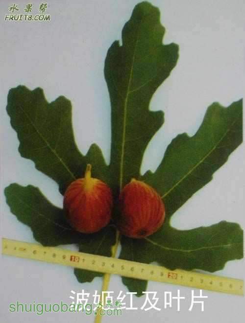 20080123_d76b9bcc44ea681d1eefceHHttSheWoi.jpg