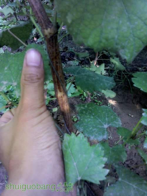 YP20130905153914 (�Զ���).jpg
