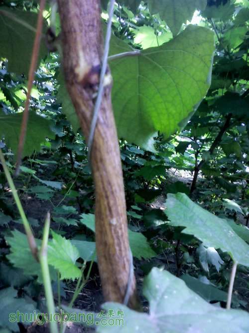 YP20130905153938 (�Զ���).jpg