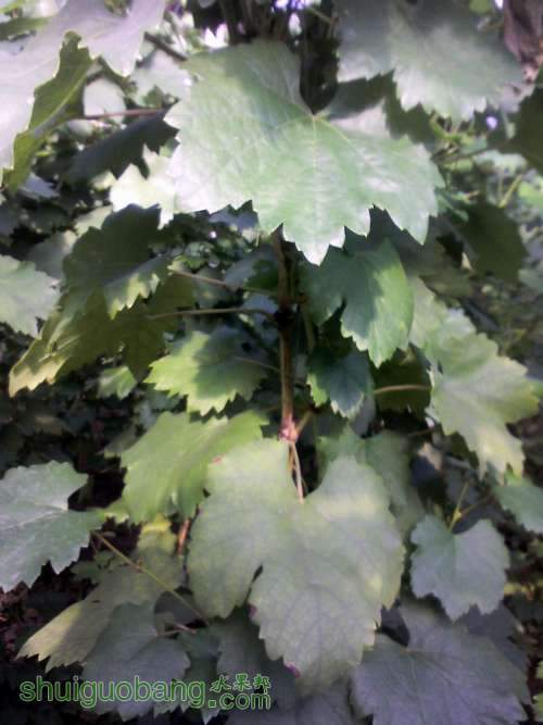 YP20130905154151 (�Զ���).jpg