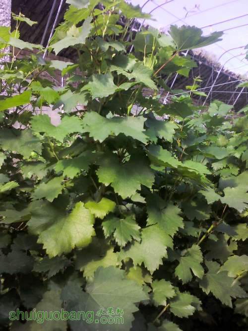 YP20130905154159 (�Զ���).jpg