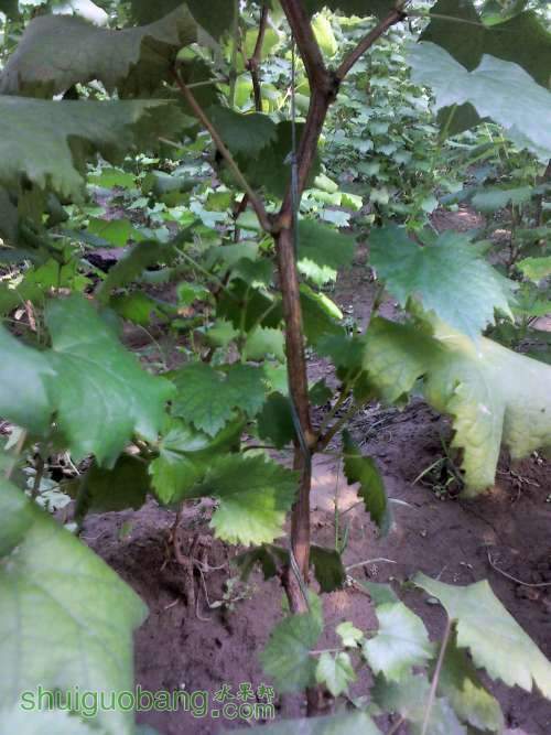 YP20130905154329 (�Զ���).jpg