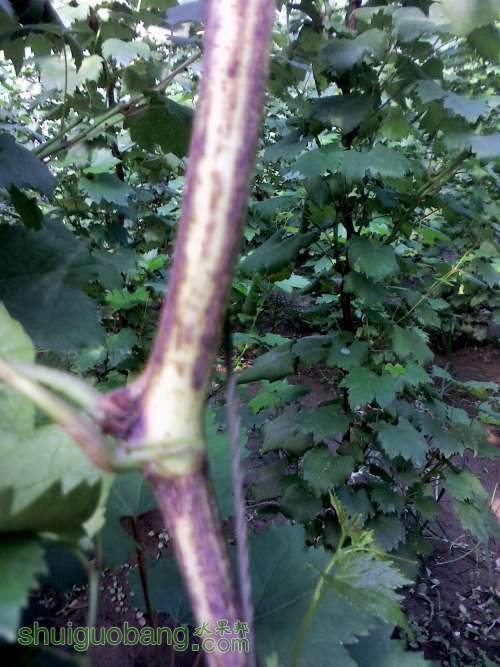 YP20130905154403 (�Զ���).jpg
