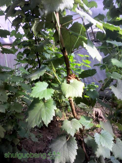 YP20130905154429 (�Զ���).jpg