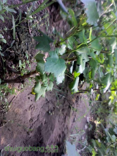 YP20130905154644 (�Զ���).jpg
