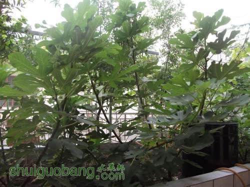 Ƭ 010.jpg