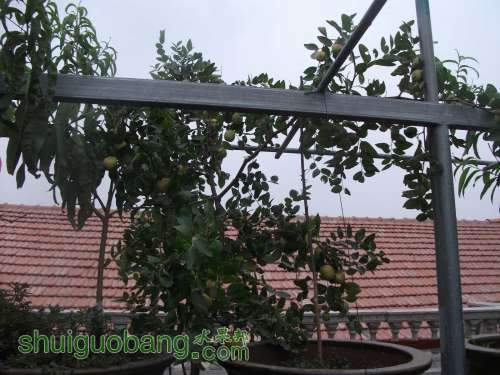 Ƭ 034.jpg
