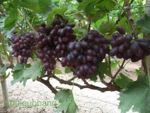 Ƭ 022.jpg