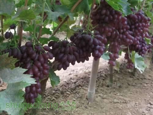 Ƭ 056.jpg