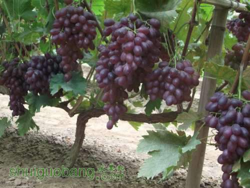 Ƭ 057.jpg