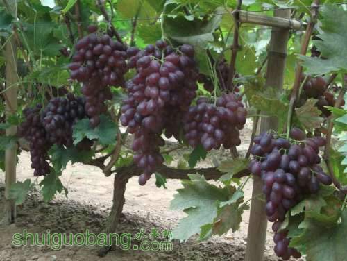 Ƭ 058.jpg